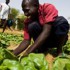 African Farmer Harvesting Crop