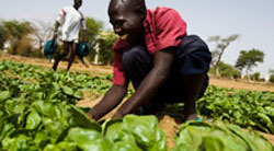 African Farmer Harvesting Crop